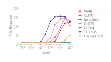 Cellular response to synthetic base analogs