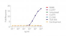 Cellular response to synthetic base analogs