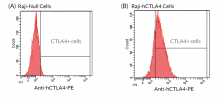 Validation of the expression of human CTLA-4 by Raji-hCTLA4 cells.