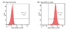 Validation of the expression of human PD-L1 by Raji-hPD-L1 cells