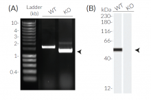 Validation of GSDMD Knockout (KO)