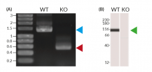 Validation of TLR2 KO