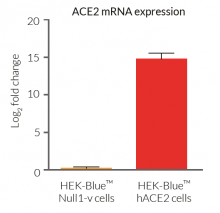 Validation of ACE2 overexpression by qRT-PCR