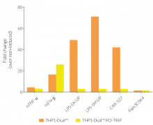 IRF responses in PMA-differentiated THP1-Dual™ KO-TRIF cells
