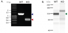 Validation of TRIF KO