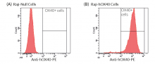 Validation of the expression of human OX40 by Raji-hOX40 cells.