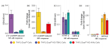 Functional validation of IKKε knockout (NF-κB and IRF response)