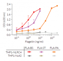 Inflammasome response using different Flagellins