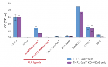Functional validation of MDA5 knockout (NF-κB response)