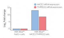 ACE2 and TMPRSS2 overexpression by RT-qPCR