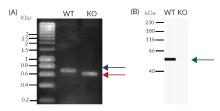 Validation of IRF1 KO