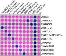 TLR and NOD induction profile of 293 clones