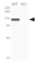 Validation of RIG-I knockout by Western blot (Wes™)