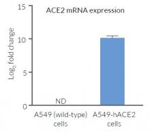 Validation of ACE2 overexpression by RT-qPCR