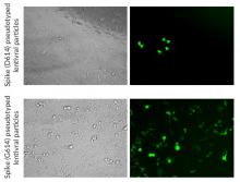 Infection of A549-hACE2 cells by SARS-CoV-2 Spike pseudotyped lentiviral particles