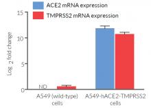 Validation of ACE2 and TMPRSS2 overexpression by RT-qPCR