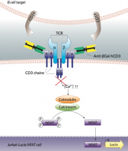 Anti-βgal-hCD3 does not allow Jurkat-Lucia™ NFAT cell activation