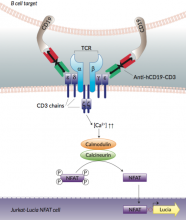 Jurkat-Lucia™ NFAT cell activation