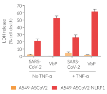 Pyroptotic cell death upon NLRP1 inflammasome activation