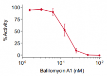 Dose-dependent V-ATPase inhibition with Bafilomycin A1