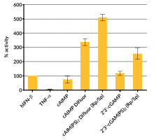 IRF INDUCTION (Lucia luciferase reporter)