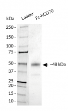 Fc-hCD70 analysis by SDS-PAGE
