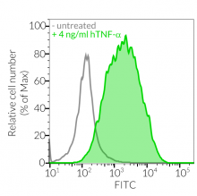 Validation of inducible ASC::GFP expression