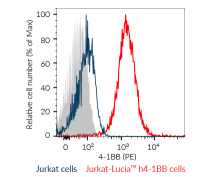 4-1BB expression on Jurkat-Lucia™ h4-1BB cells