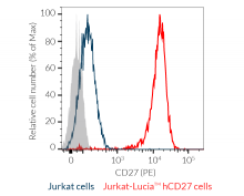 CD27 expression on Jurkat-Lucia™ hCD27 cells