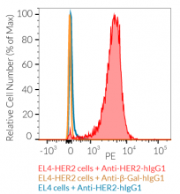 EL4-HER2 cell surface staining