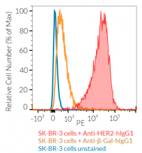 SK-BR-3 cell surface staining