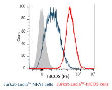 ICOS overexpression on Jurkat-Lucia™ hICOS cells