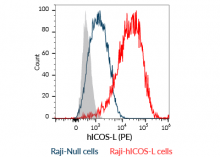 ICOS-L overexpression on Raji-hICOS-L cells