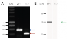 Validation of TREX1 Knockout