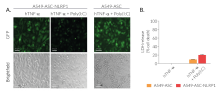 Monitoring of ASC speck formation and pyroptosis upon NLRP1 activation using Poly(I:C)