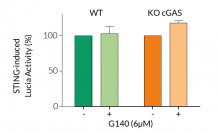 G140 does not inhibit STING signaling