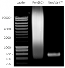 Molecular weight of NexaVant™ (agarose gel)