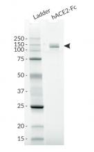 hACE2-Fc analysis by SDS PAGE