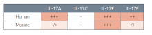 HEK-Blue™ IL-17 Cells sensitivity to IL-17 cytokines
