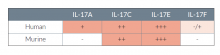 HEK-Blue™ IL-17C Cells sensitivity to IL-17 cytokines