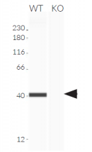 Validation of STING knockout by Western blot (Wes™)