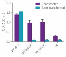 Response to TLR4 agonists after transient transfection of hTLR4