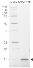 Detection of human GM-CSF by SDS-PAGE