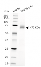 hICOS-L-Fc analysis by SDS-PAGE