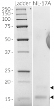 Detection of IL-17A by SDS-PAGE