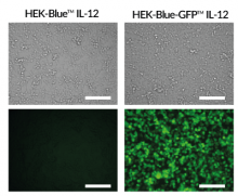 Microscopy monitoring of IL-12-induced GFP expression
