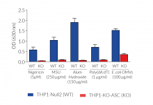 Absence of mature IL-1β secretion by THP1-KO-ASC cells