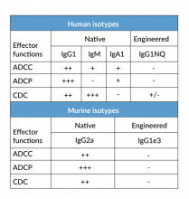 Effector functions of antibody isotypes