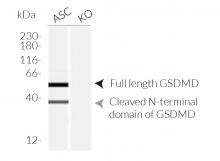 Validation of GSDMD KO in RAW-ASC KO-GSDMD cells