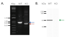 Validation of SAMHD1 knockout 